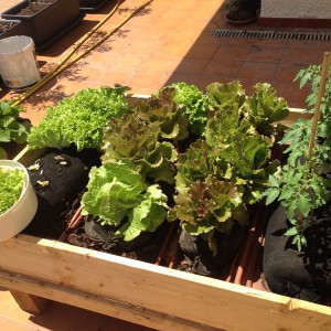 GARDENSOXX ORTO