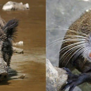 Rete Anti cinghiale e nutria