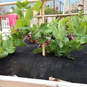 GARDENSOXX