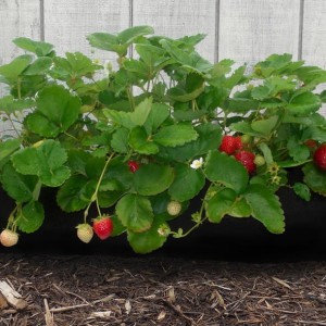 GARDENSOXX