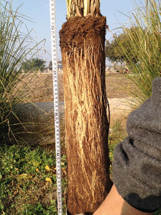 BioSoil expert piante micorizzate