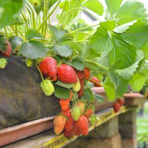 Gardensoxx con fragole