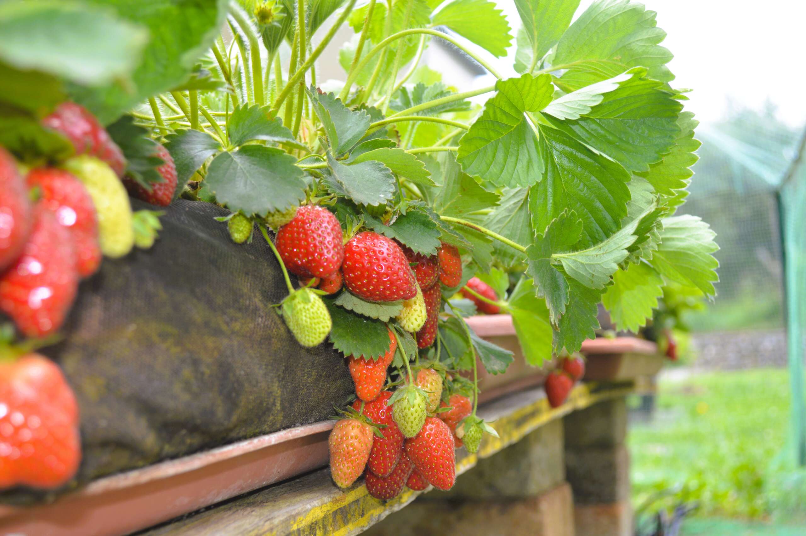 Gardensoxx con fragole