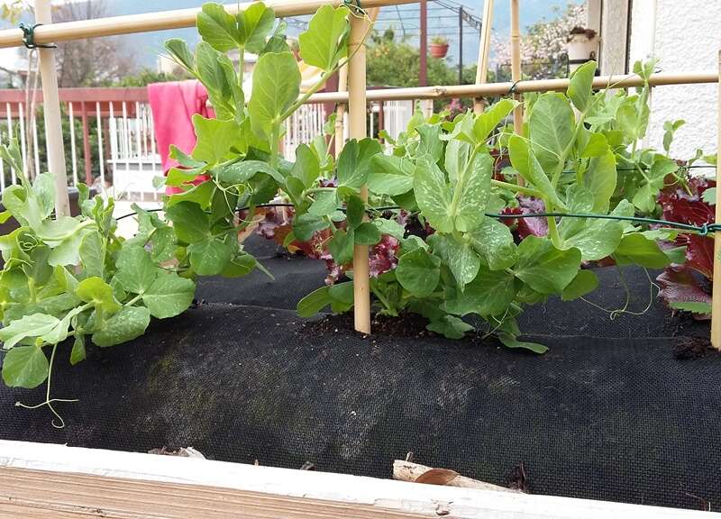 GARDENSOXX