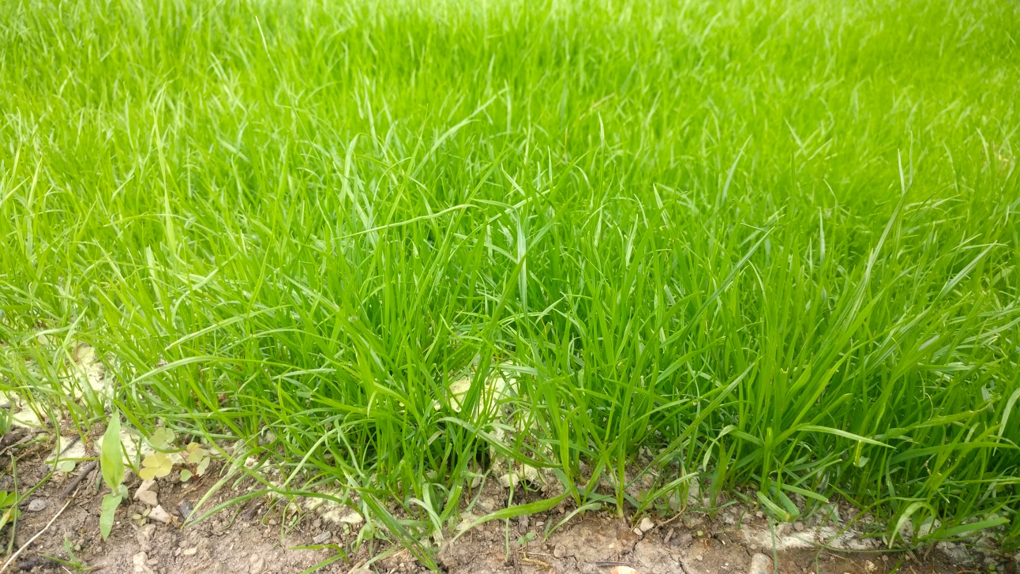 Viresco