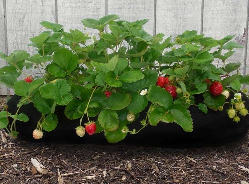 GARDENSOXX